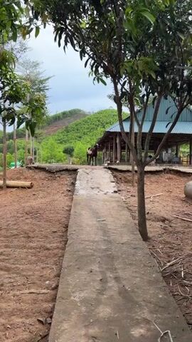 A goat walks on a concrete path in front of a rural building with a green roof. The building has wooden pillars supporting the roof, and there are some animals visible inside. The ground is dirt and gravel, and there are trees and a hillside covered in greenery in the background. The sky is overcast.