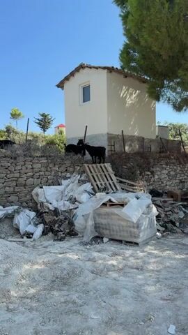 The video shows three black goats in an outdoor environment. One goat stands on a pile of wooden pallets in front of a small, white building with a single window. To the left, two other goats are positioned on a stone wall. The area appears to be a construction or debris site, with piles of white plastic-wrapped materials and other discarded items visible in the foreground. The sky is clear and blue, and a tree with green foliage is present on the left side of the frame. The building has a light-colored roof, and the lower part of its foundation is made of rough stones. The goats are dark-colored and appear to be moving around and interacting with each other.