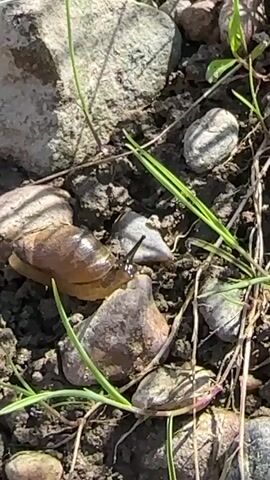 A snail with a brown shell is seen on the ground surrounded by rocks and dirt. The snail moves slowly across the terrain, extending its body and antennae. Green blades of grass are visible throughout the scene.