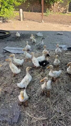 A flock of at least twenty ducklings are gathered in a dusty outdoor area. The ducklings are mostly yellow and white, with a few black and white markings. They are standing and walking on a dry, straw-like ground cover. In the background, there are some older ducks, a fence, some greenery, and a discarded tire. The lighting suggests it is daytime.
