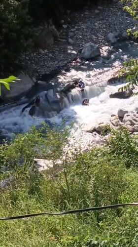 Morning wander through Old Manali: rapids, wildflowers, and river stones