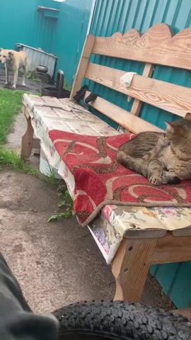 A tabby cat is curled up on a wooden bench, facing away from the camera and licking its back. The bench is covered with a patterned cloth and a red rug. Behind the bench is a teal corrugated metal fence. To the left of the bench, a tan dog stands near some outdoor equipment. The ground is dirt and patchy grass. The lighting suggests it is daytime.