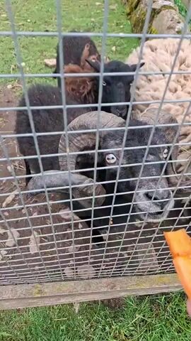 A person's hand holds a carrot in front of a sheep with large horns. The sheep is eating the carrot through a wire fence. Another sheep is visible in the background. The environment appears to be outdoors with grass and rocks.