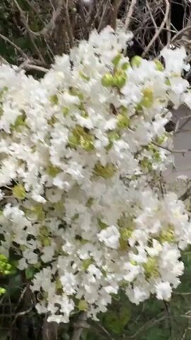 The video shows a close-up view of a flowering tree, likely crape myrtle, with abundant white blossoms and green buds. The branches are bare and gray, contrasting with the delicate flowers and lush green leaves. The background is dark, suggesting it is nighttime or evening. The camera slowly pans and zooms, providing a detailed look at the intricate structure of the flowers and the overall density of the bloom.