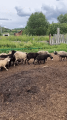 Morning on a working sheep farm in rural Уральское