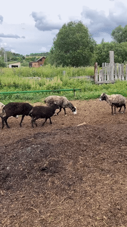 Morning on a working sheep farm in rural Уральское