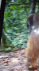 Orangutans encounter tourists in Lhokseumawe forest paths