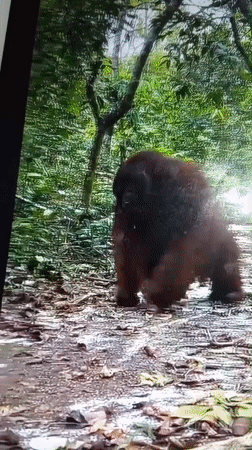 Orangutans encounter tourists in Lhokseumawe forest paths
