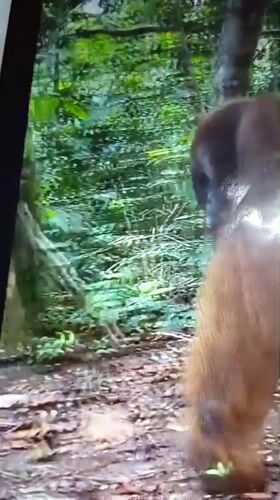 Orangutans encounter tourists in Lhokseumawe forest paths