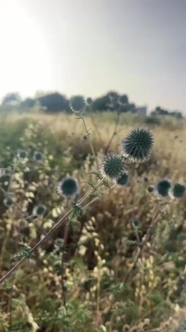 The video shows a close-up view of several globe thistle plants in a field. The plants have spiky, spherical flower heads with a bluish-purple hue. The field is filled with dry grass and other small plants. Sunlight shines through the plants, creating a bright, hazy effect. There is a faint spiderweb among the thistle plants. In the background, trees and a building are partially visible. A person speaks in the background but is not visible.