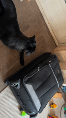 Child plays with dog from inside suitcase in Russia