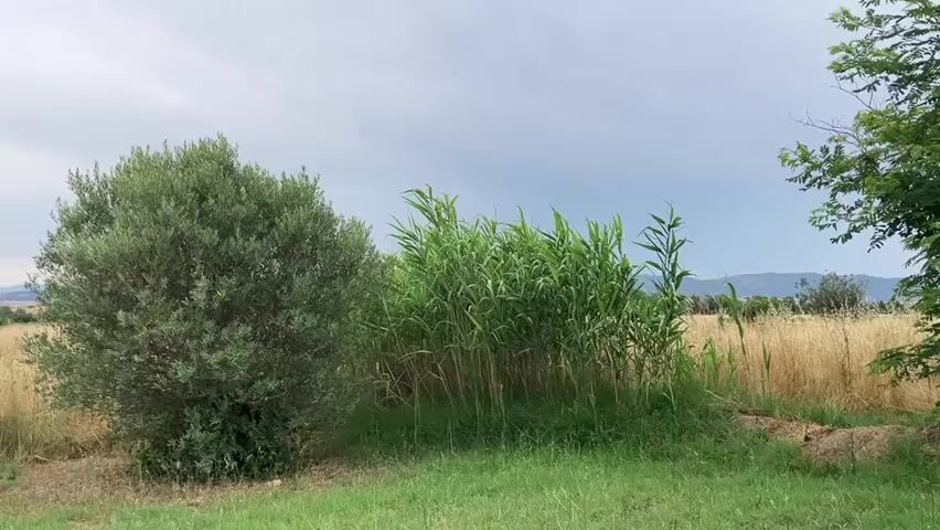 The video shows a rural landscape under a cloudy sky. In the foreground, there is a patch of bright green grass. To the left, there is a dense, rounded olive tree with dark green leaves. Next to the olive tree, to its right, is a thick cluster of tall, green reeds or bamboo-like plants. Behind the reeds, the landscape opens up to a field of dry, yellowed grass or wheat, with some distant trees and hills visible. The lighting is diffused due to the cloudy sky, casting no harsh shadows. The camera appears to be stationary or panning very slowly.