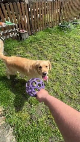The video shows a golden retriever running on a grassy lawn to retrieve a purple soccer ball. The dog sprints across the lawn, picks up the ball, and trots back in the direction it came from. The scene is set in a backyard with a house and a wooden fence in the background. The sky is blue with some clouds.