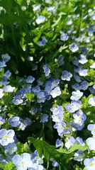 Spring flowers bloom in Moscow garden
