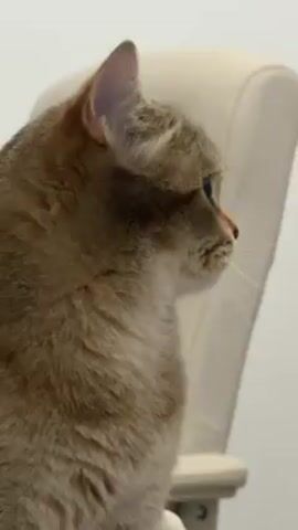 The video shows a close-up view of a cat looking upward. The cat is light brown with darker markings. It has bright green eyes and a pink nose. The background is blurry but appears to be a white wall and a light-colored chair.