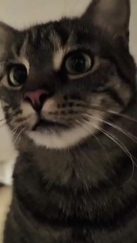 A close-up video of a tabby cat's face. The cat's eyes are wide and green, and its nose is pink. Its fur is striped with gray and black. The background is blurred and appears to be an indoor environment. The cat's head moves slightly throughout the video.