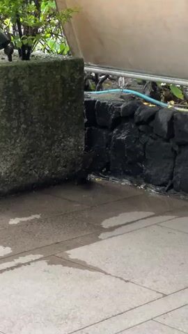 A bird with dark brown plumage stands on a wet tiled surface next to a wall constructed of rough-hewn black rocks. The bird is facing towards the left side of the frame and appears to be drinking or picking at something on the ground. To the left of the bird is a large, square concrete structure. The ground is wet and appears to have puddles. There are some small green plants growing near the base of the rock wall. In the background, a blue hose is visible. The overall environment suggests an outdoor setting.