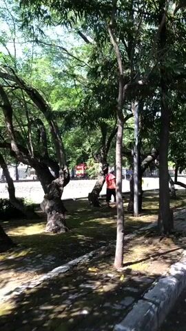 The video shows a park-like setting with several trees. A person wearing a red shirt and dark pants is walking away from the camera. There is a motorcycle with a yellow tarp behind the person. The ground is covered in grass and some fallen leaves. There are paved paths and a stone walkway. The lighting suggests it is daytime.