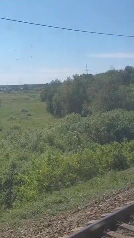 The video shows a view from a moving train. The camera is pointed out of the window, capturing the scenery passing by. In the foreground, train tracks and gravel are visible. Beyond the tracks, there is a dense green forest. Further in the distance, there is a large open field of grass under a clear blue sky. A utility pole with wires is visible on the right side of the frame. The train appears to be traveling through a rural area on a sunny day.