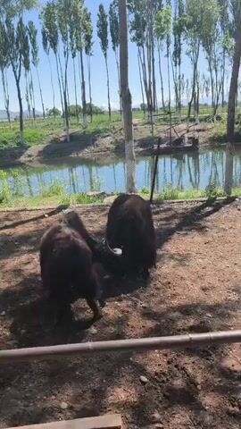 The video shows two yaks butting heads in an enclosure near a river or stream. The yaks are both dark-haired and look to be fighting. The enclosure has a metal fence in the foreground, and beyond that is a dirt area where the yaks are fighting. In the background is a body of water, with grass and trees on the opposite bank. The sky is blue and clear.