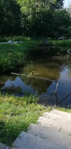 This video shows a small pond with lily pads. The water is dark and reflects the surrounding trees and sky. There is a grassy bank around the pond, with some steps leading down to the water's edge. A metal railing is visible in the water, and the scene appears to be outdoors in a rural setting. The video is short and appears to be taken from a handheld camera.