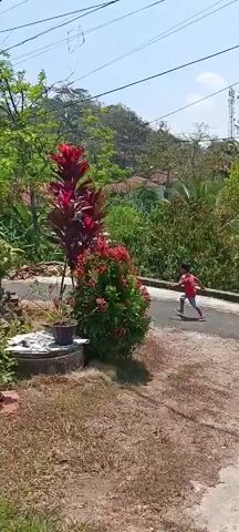 The video shows an outdoor scene with lush vegetation and a road. In the foreground, there are potted plants, including a tall plant with vibrant red leaves and a bush with red flowers. A small, white object, possibly a lid or cover, is visible beneath the potted plants. To the right, a paved road curves slightly. In the middle ground, a person in a red shirt is partially visible walking away from the camera. The background features more trees, houses with red roofs, and a distant hill. Power lines are visible across the top of the frame. The overall impression is a sunny day in a rural or suburban area.