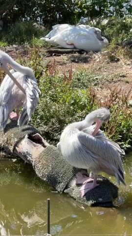 A video depicts three pelicans near water on a sunny day. In the foreground, two pelicans are perched on a log floating in the water. One pelican is preening its back with its beak. The other pelican is also preening, bending its neck to reach its back. In the background, a third pelican is resting on the grassy bank, its head tucked into its body. The environment appears to be a zoo enclosure or a wildlife sanctuary.