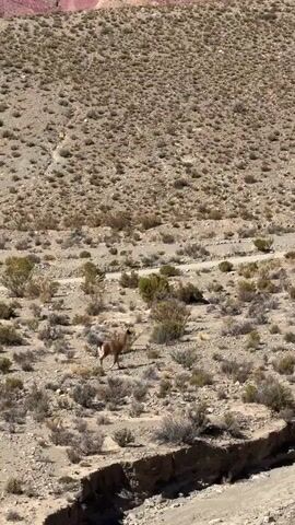 A guanaco stands in a dry, arid landscape with sparse vegetation and rocky terrain. The background consists of hills with varied colored strata, including pink and beige, under a clear blue sky. The guanaco is brown and tan, with a long neck and appears to be alert. It is facing slightly to the left. The foreground shows a dry, eroded ditch or gully.
