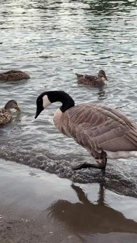 A Canadian goose with a black neck and white cheek patch stands on a sandy shore at the edge of a body of water. The goose is facing left and bending its neck down towards the sand. Its body is a mix of brown and gray feathers. Several ducks are visible in the water behind the goose. The water is calm with ripples. The lighting suggests it is daytime, possibly late afternoon or early morning. The foreground is dominated by the sandy shore.