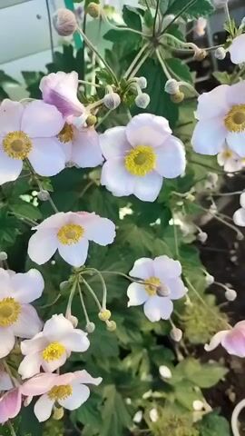 The video shows a close-up, handheld shot of a cluster of Japanese anemone flowers. The flowers are predominantly pale pink and white with yellow centers. Some flowers are in full bloom, while others are still in bud. The stems are thin and delicate, with green leaves visible in the background. The lighting suggests an outdoor setting, possibly a garden. The camera moves slightly throughout the video, providing a dynamic view of the flowers.