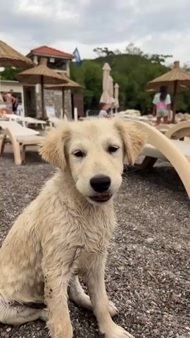 A light-colored, wet puppy with shaggy fur sits on a pebble beach. The puppy is looking down and appears to be shaking off water. In the background, there are several thatched umbrellas and lounge chairs, suggesting a beach resort or public beach. People can be seen in the distance, some walking and others relaxing on lounge chairs. The sky is overcast with clouds, indicating a cloudy day. The overall scene depicts a puppy on a beach, possibly after swimming. The location is identified as Petrovac centar, Montenegro. There is no visible text in the media file.