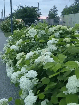 Tallinn streets in bloom on a cloudy summer afternoon