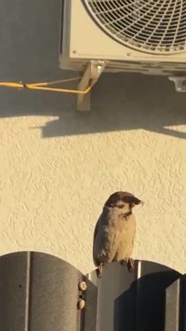 A sparrow is perched on a black fence in front of a textured white wall, with an air conditioning unit mounted above it. The sparrow has brown and grey plumage and is facing to the right. It appears to be holding something small in its beak. The sun is casting a shadow from the air conditioning unit onto the wall, suggesting it is daytime. The scene is outdoors, likely in a residential area given the fence and AC unit. No people are visible in the frame. No text is visible in the image.