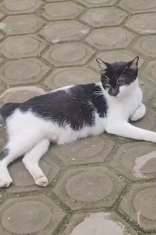 The video features a black and white cat lying on a paved surface made of hexagonal blocks. The cat is predominantly white on its belly, legs, and parts of its face, with significant black patches on its back, head, and around its ears and eyes. Its left eye (viewer's perspective) appears to be either partially closed or has some discolouration/issue, while its right eye seems clear.

The cat is lying comfortably on its side, stretched out with its front paws tucked beneath its chest and its hind legs extended. Initially, its eyes are mostly closed, indicating a state of rest or sleepiness. At the 0:02 mark, the cat lets out a wide yawn, revealing its pink tongue and mouth. After the yawn, it blinks a few times and opens its eyes fully, looking around briefly before settling back into a relaxed pose. The cat's nipples are visible on its stomach, suggesting it may be a female cat that has given birth. The lighting in the video indicates it is daytime, and the overall scene suggests an outdoor environment like a yard or patio. The cat appears calm and unbothered throughout the short clip.