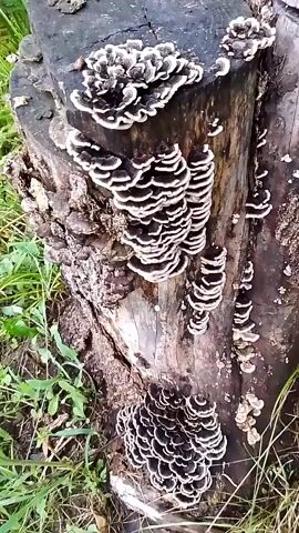The video shows a close-up view of a tree stump covered in a cluster of shelf fungi. The fungi are layered, with concentric rings of dark brown and white. The stump is old and weathered, with rough bark. The ground around the stump is covered in dry leaves and grass. The lighting is natural and appears to be daylight. There are no people or animals visible in the video.