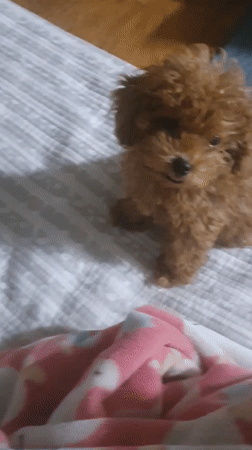 Small dogs lounging and exploring at home in Gimhae-si