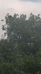 Rainy day through the trees in Uzhhorod, Ukraine