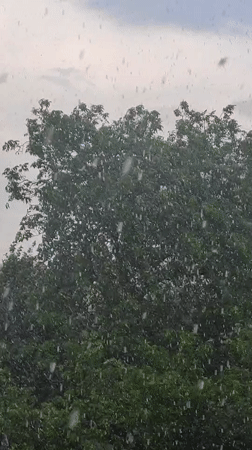 Rainy day through the trees in Uzhhorod, Ukraine