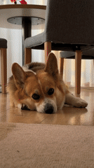 Corgi takes a lazy floor break in a German dining room