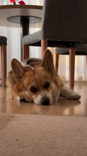 Corgi takes a lazy floor break in a German dining room