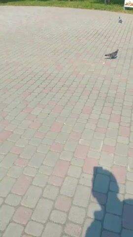 A pigeon is walking on a paved area. In the background, there are trees, some white signs with text and images, and cars parked on a street. A shadow of a person is visible in the foreground. Another pigeon is in flight in the upper right corner of the frame.