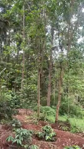 The video shows a monkey in a tree. The camera then pans to show a forest scene with various trees and green undergrowth. The scene is overcast, and the overall impression is that the vegetation is lush.