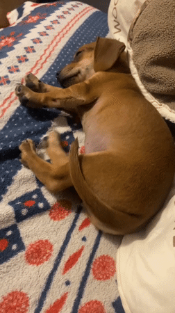Dachshund puppy deep in nap mode, Dnipro