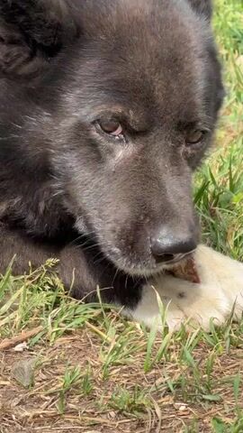 A close-up video shows a black and tan dog with white paws lying in the grass and chewing on a bone. The dog's tongue is visible as it licks the bone. The background is out of focus but appears to be a grassy area with some dirt patches.