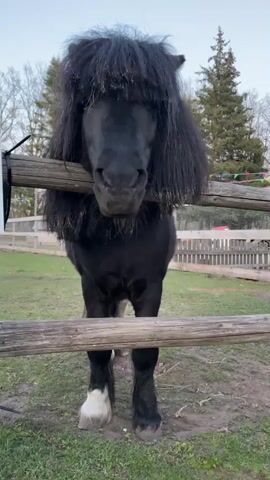 A medium shot depicts a black pony standing behind a wooden fence, looking directly at the camera. The pony has a thick, long, black mane that nearly covers its eyes. Its hooves are black, except for one white hoof on its left front leg. The pony is surrounded by green grass and the fence appears to be made of horizontal wooden logs. Behind the fence, in the distance, are bare trees and a pine tree. The sky appears overcast, suggesting it might be early morning or late afternoon. In the background, there's a white structure and a fence with what appears to be colorful flags or decorations hanging on it. A black cable is tied to the left side of the fence. Someone off-camera speaks in Russian, presumably about the pony posing.