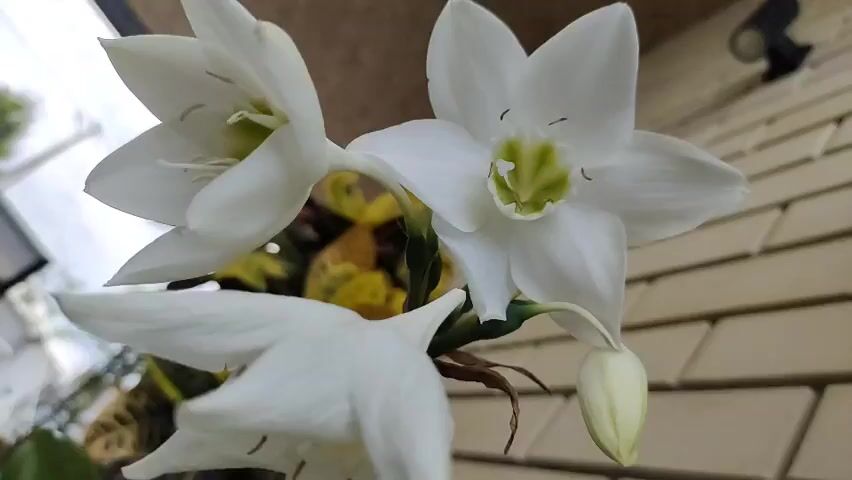 The video displays a close-up view of three white lily-like flowers in bloom. The flowers are white with green centers and have a star-like shape. They are arranged on a stem, with one flower in the foreground and two others slightly behind and to the side. Behind the flowers, there are some green leaves and a hint of yellow and dark green foliage. The background appears to be a textured surface, possibly a table or patio, with a light beige and brown checkered pattern. The lighting is natural, and the focus is on the flowers.