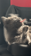 Gray cat grooms itself in gaming chair, Varna Bulgaria