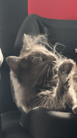 Gray cat grooms itself in gaming chair, Varna Bulgaria