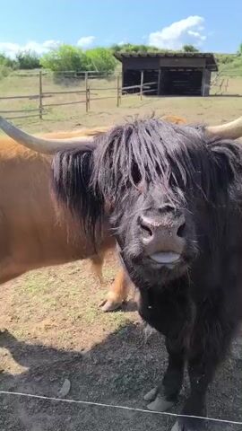 A close-up shot captures a shaggy black Highland cow being fed a slice of white bread by a person's hand. The cow has long, curved horns and a thick mane of dark hair covering its face. Its tongue is extended to take the bread. Behind the black cow, a lighter brown Highland cow stands, its head turned away. The scene appears to be an outdoor enclosure, possibly a farm or animal sanctuary, with a dirt and grassy ground. In the background, a rustic wooden fence and a simple wooden structure, perhaps a shed or shelter, are visible. The sky above is bright, suggesting it's daytime with good weather. The overall impression is one of gentle interaction between a human and an animal. The context provided places this scene in Dabnitsa, Bulgaria. There is no visible text in the media.
