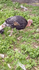 Domestic animals and insects in everyday Serti surroundings